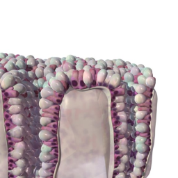 Epithelium of the Colon
