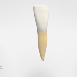 Mandibular Left Lateral Incisor