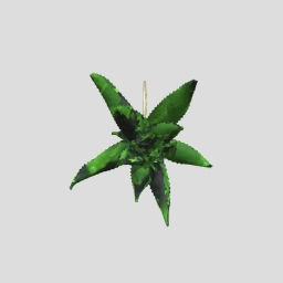 Aloe
