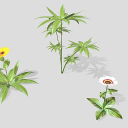 Plants