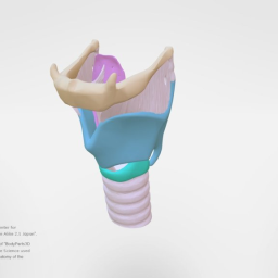 Anatomy of the Larynx