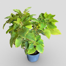 Indoor plant