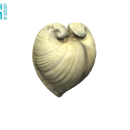 Glossus humanus (oxheart clam) BIRUG 19022