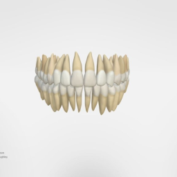 Permanent Dentition