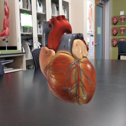 Heart - superficial anatomy