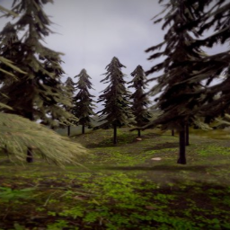 Pine Forest