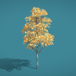 Platano Tree