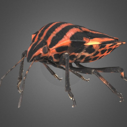 Graphosoma lineatum