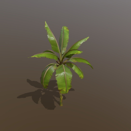 Banana Plant