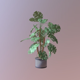 House plant