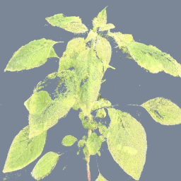 Palmer Amaranth 2