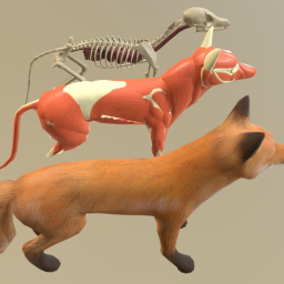 Fox Anatomy
