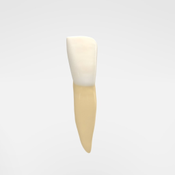 Mandibular Left Central Incisor