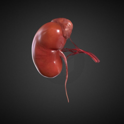 Kidney
