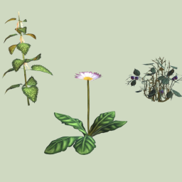 Nettle, blackberry, daisies - medicinal plants