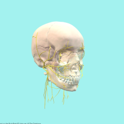Cranial Nerves and Foramina
