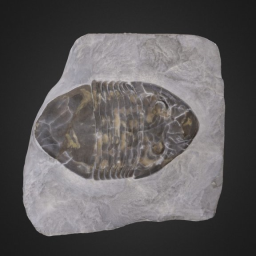 Trilobite: Isotelus sp. (PRI 45502)