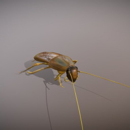 Cockroach