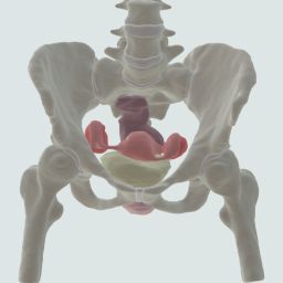 Bony Pelvis and Pelvic Organs from MRI