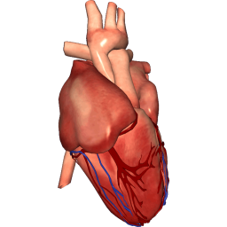 Heart anatomy