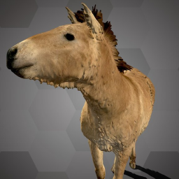 Przewalski&#39;s Horse (NHMW-Zoo-MAMM ST347)