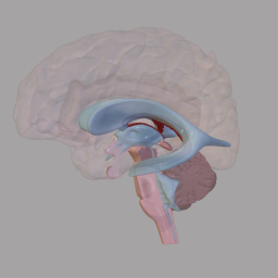 Ventricles