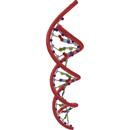 Structure of DNA