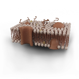Cell Membrane