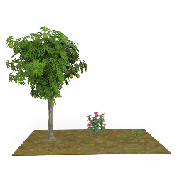 Herbs Shrubs and Trees