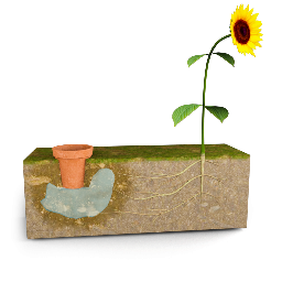 Hydrotropism