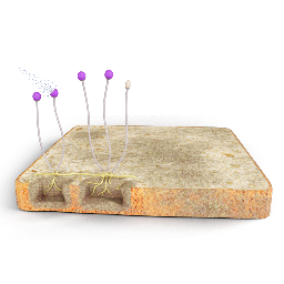 Rhizopus