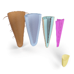 Structure of Root Tip