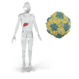 Hepatitis A