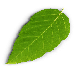 Parts of a Dicot Leaf