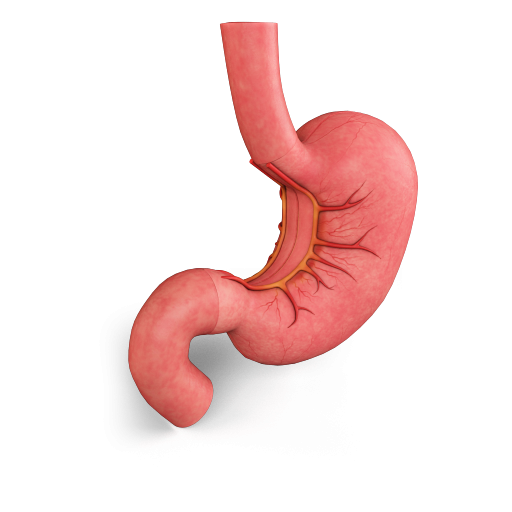 Stomach