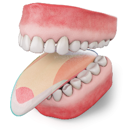 Parts of our Tongue