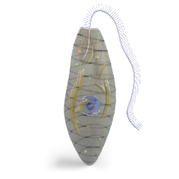 Euglena