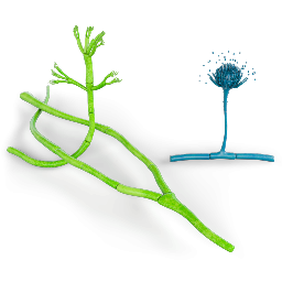 Ascomycetes