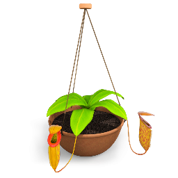 Pitcher Plant