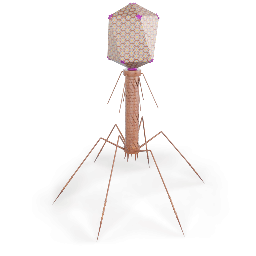 T4 Virus