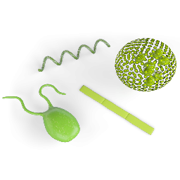 Algae