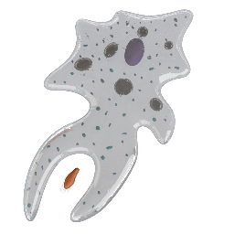 Amoeba