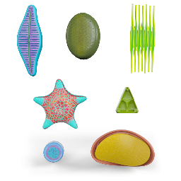 Diatom