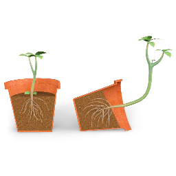 Geotropism