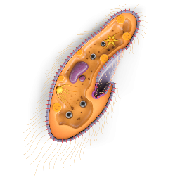 Paramoecium