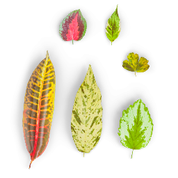 Variegated Leaves