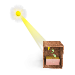 Phototropism