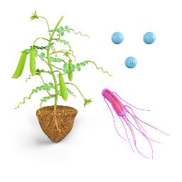 Legumes with Rhizobium
