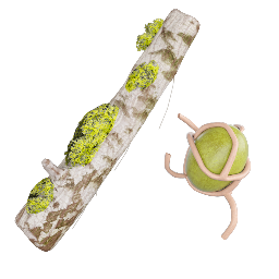 Lichen