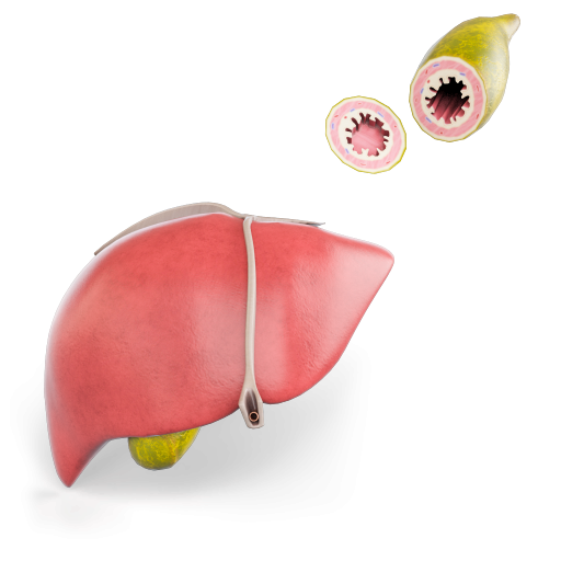 Liver and Gallbladder